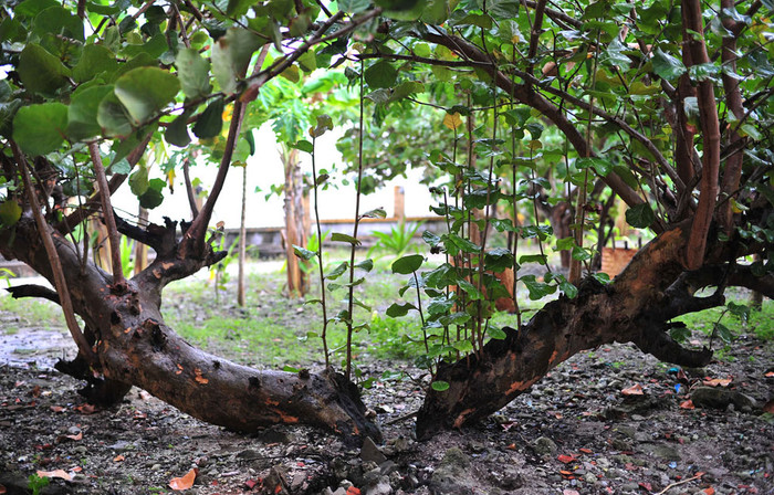 Không thể chia lìa