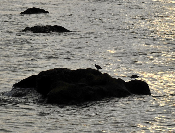 Đảo lành chim đậu