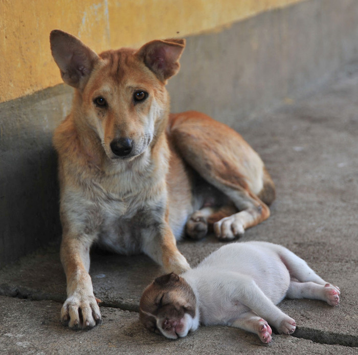 Vật nuôi trên đảo (ở trên đảo, người lính nuôi những chú chó rất dễ thương)