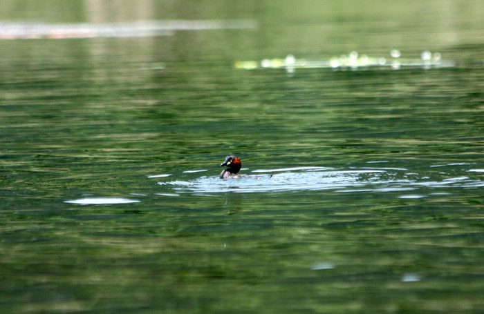 Chim le le khá nhát, hễ tới gần chúng là chúng lặn xuống nước rất lâu hoặc bay lên bụi cây rất nhanh. Chim le le khá nhát, hễ tới gần chúng là chúng lặn xuống nước rất lâu hoặc bay lên bụi cây rất nhanh.