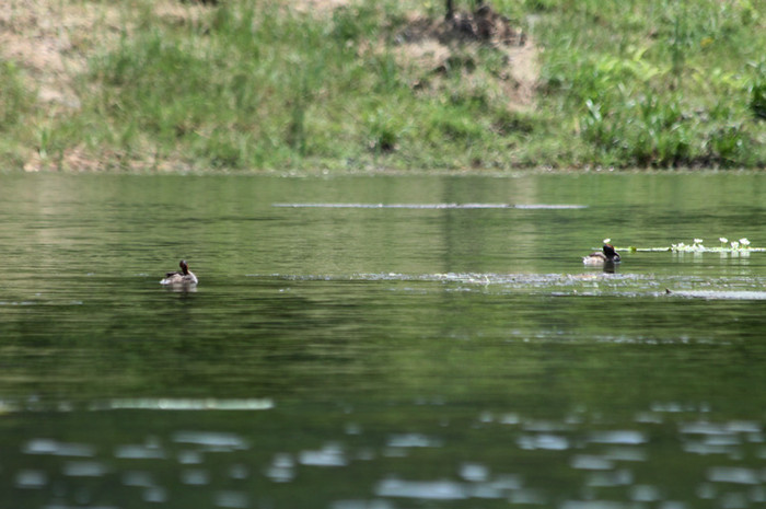 Le nâu sống thành bầy ở những nơi chúng ưa thích. Môi trường sống là các hồ nước ngọt, với nhiều thực vật, Thức ăn của chúng là hạt và các loại thực vật khác. Le nâu sống thành bầy ở những nơi chúng ưa thích. Môi trường sống là các hồ nước ngọt, với nhiều thực vật, Thức ăn của chúng là hạt và các loại thực vật khác.