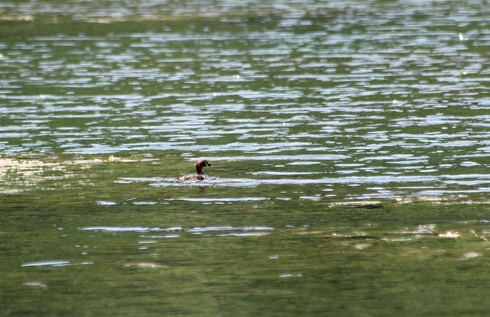 Hiện, ở miền Bắc người ta rất ít khi còn thấy loài chim này bởi sự tác động của con người. Hiện, ở miền Bắc người ta rất ít khi còn thấy loài chim này bởi sự tác động của con người.