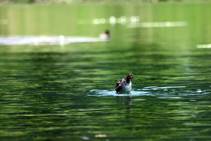 Thiên nhiên ở đây thông thoáng, đầy hấp dẫn, sinh động. Tràng An có 31 thung, 48 hang động xuyên thuỷ đã được phát hiện trong đó có những hang xuyên thủy dài 2.000m như hang Địa Linh, hang Sinh Dược, hang Mây…. ẢNH: Chim le le ở Tràng An, Ninh Bình Thiên nhiên ở đây thông thoáng, đầy hấp dẫn, sinh động. Tràng An có 31 thung, 48 hang động xuyên thuỷ đã được phát hiện trong đó có những hang xuyên thủy dài 2.000m như hang Địa Linh, hang Sinh Dược, hang Mây…. ẢNH: Chim le le ở Tràng An, Ninh Bình