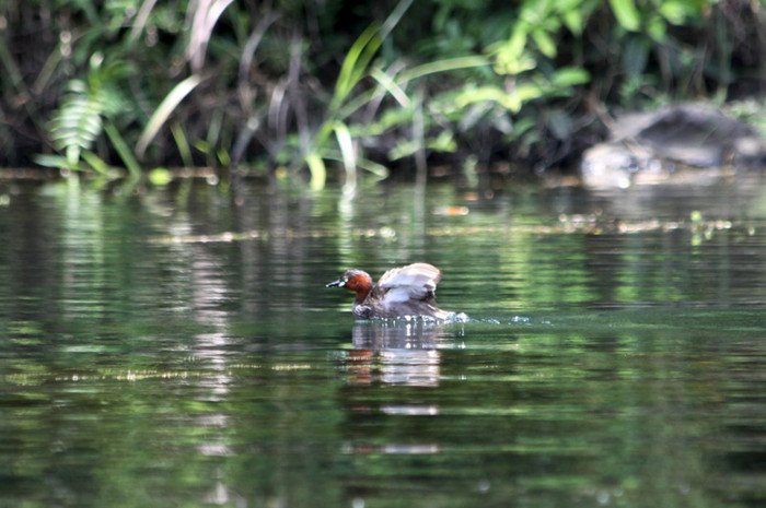 Theo những người dân nơi đây cho hay, khu vực Tràng An có rất nhiều chim le le sinh sống và đang ngày càng phát triển về số lượng. Theo những người dân nơi đây cho hay, khu vực Tràng An có rất nhiều chim le le sinh sống và đang ngày càng phát triển về số lượng.