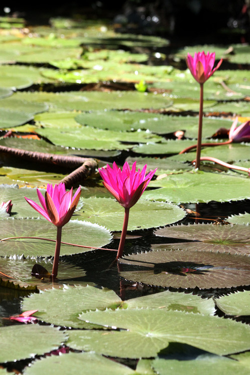 Sự đa dạng của thiên nhiên tại Tràng An hằng năm thu hút cả triệu lượt khách tới thăm quan du lịch. Sự đa dạng của thiên nhiên tại Tràng An hằng năm thu hút cả triệu lượt khách tới thăm quan du lịch.