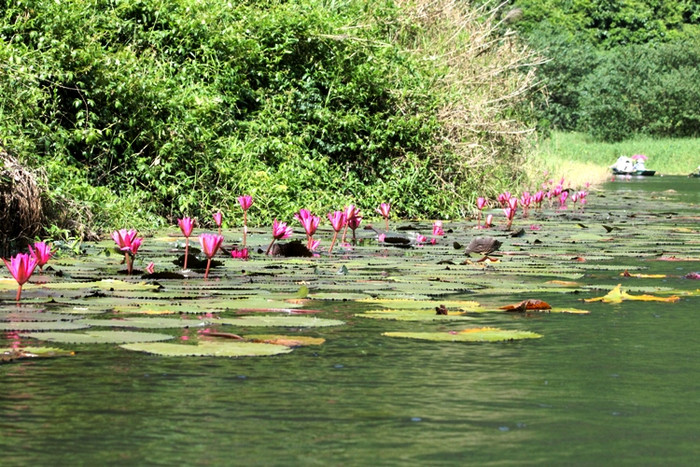 Sự hoang sơ của nơi đây đã thu hút hàng trăm con chim le le chọn làm nơi sinh sống. Sự hoang sơ của nơi đây đã thu hút hàng trăm con chim le le chọn làm nơi sinh sống.