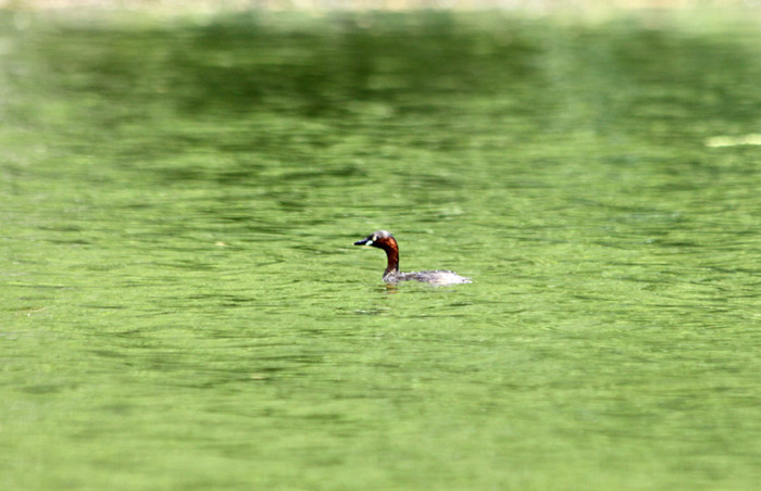Trong khi đó, tại miền Nam, loài chim le le đang trở thành một trong số những món ăn thu hút khá đông lượng thực khách tại các nhà hàng. Điều này đã khiến một số hộ gia đình tổ chức nuôi loài chim này phục vụ nhu cầu của thực khách. Trong khi đó, tại miền Nam, loài chim le le đang trở thành một trong số những món ăn thu hút khá đông lượng thực khách tại các nhà hàng. Điều này đã khiến một số hộ gia đình tổ chức nuôi loài chim này phục vụ nhu cầu của thực khách.