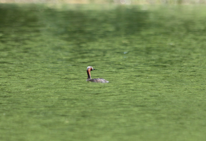 Một trong những sự thu hút của Tràng An chính là sự có mặt của khá đông cá thể loài chim le le tại đây. Một trong những sự thu hút của Tràng An chính là sự có mặt của khá đông cá thể loài chim le le tại đây.