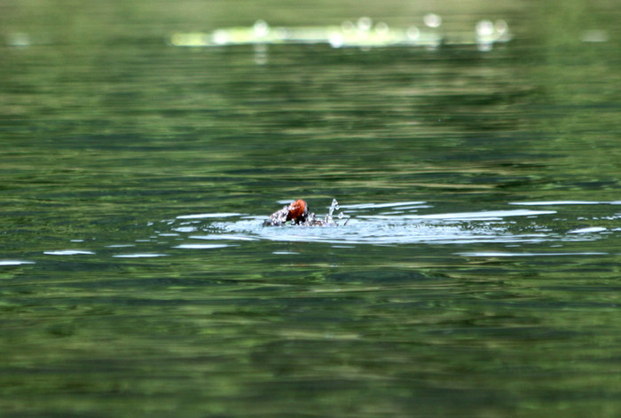 Le le có mỏ dài màu xám, đầu và chân cũng dài. Lông trên đầu, cổ và bụng màu nâu vàng sẫm , chỏm lông trên đầu sẫm màu hơn. Lưng và hai cánh màu xám sẫm, với các mảng màu nâu hạt dẻ trên cánh và đuôi. Le le có mỏ dài màu xám, đầu và chân cũng dài. Lông trên đầu, cổ và bụng màu nâu vàng sẫm , chỏm lông trên đầu sẫm màu hơn. Lưng và hai cánh màu xám sẫm, với các mảng màu nâu hạt dẻ trên cánh và đuôi.
