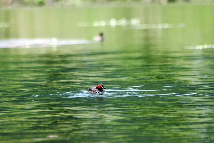 Tiếng kêu của le le hơi khò khè, phát ra khi bay. Các chỗ đậu ngủ đêm của chúng thường rất ồn ào. Chúng làm tổ trong các hốc trên cây, các tổ cũ của các loài chim khác, đẻ 6-12 trứng. Tiếng kêu của le le hơi khò khè, phát ra khi bay. Các chỗ đậu ngủ đêm của chúng thường rất ồn ào. Chúng làm tổ trong các hốc trên cây, các tổ cũ của các loài chim khác, đẻ 6-12 trứng.