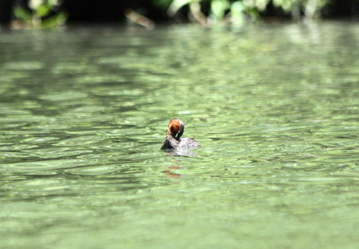 Le le (Dendrocygna javanica) là một loài vịt nhỏ được phân bố và sinh sản ở Nam Á và Đông Nam Á. Le le (Dendrocygna javanica) là một loài vịt nhỏ được phân bố và sinh sản ở Nam Á và Đông Nam Á.