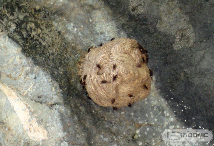 Một tổ ong gắn mình trên vách đá vôi. Xem thêm 'Say' với cảnh sắc nước non hùng vĩ lãng mạn của hồ Quan Sơn (P1) Một tổ ong gắn mình trên vách đá vôi. Xem thêm 'Say' với cảnh sắc nước non hùng vĩ lãng mạn của hồ Quan Sơn (P1)