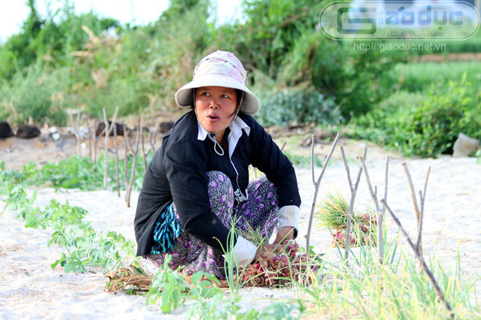 Nụ cười rạng rỡ khi hành được mùa.