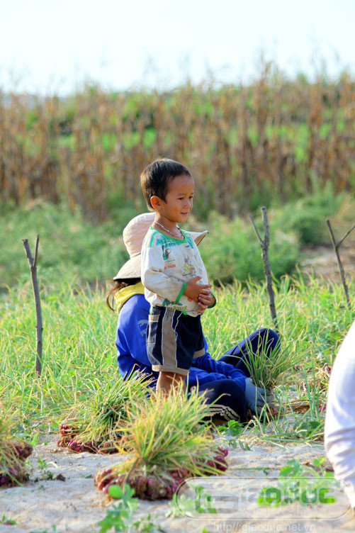 Lũ trẻ con theo bố mẹ ra đồng thu hành.