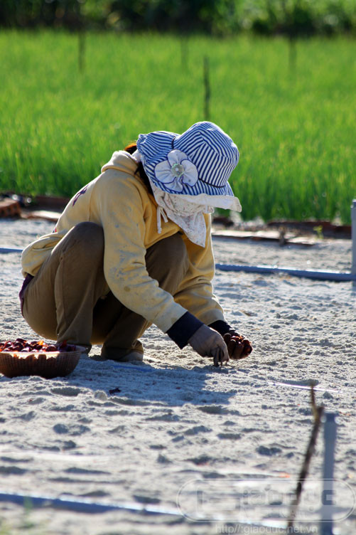 Mỗi năm, người dân huyện đảo Lý Sơn chỉ trồng được 2 vụ tỏi (từ tháng 9 năm trước tới tháng 2 năm sau), sau đó trồng hành hoặc ngô, vừng... Người dân nơi đây thực hiện phương châm "không cho đất nghỉ, đất ngừng tay ta'.
