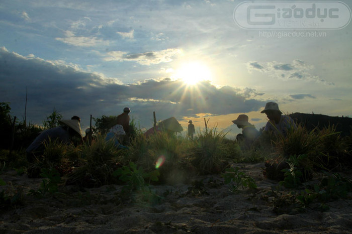 Những cánh đồng đang vào mùa thu hoạch.