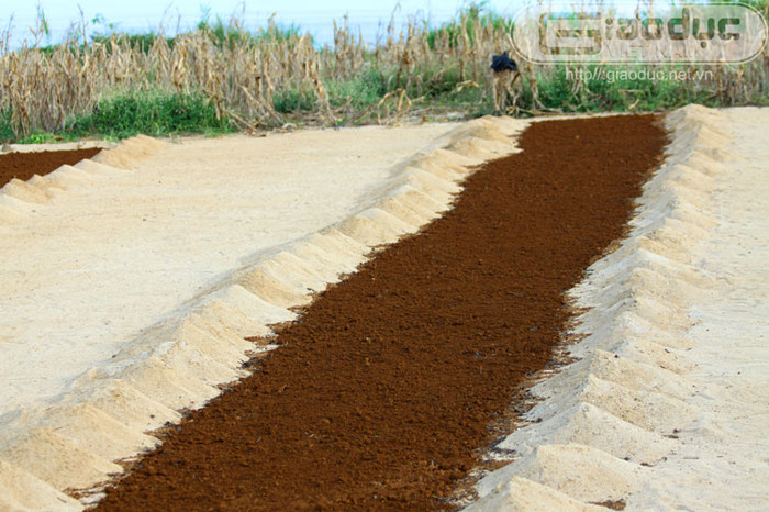 Những củ tỏi, củ hành hay bất cứ loại cây nào ở đây cũng được trồng trên ruộng cát trắng phẳng lỳ. Lớp cát trắng này được bà con nhân dân khai thác từ biển đem về phủ một lớp dày khoảng 2 đến 3cm lên bề mặt ruộng để trồng cây.