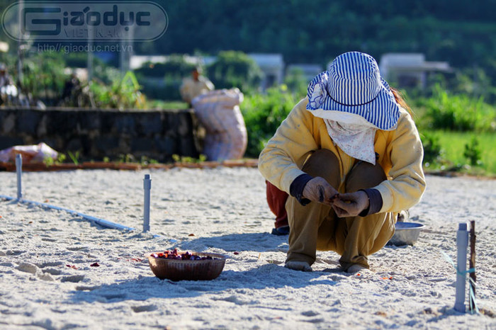 Lớp cát trắng này có tác dụng phản quang (ánh nắng mặt trời) nhằm làm mát, thoáng gốc cây, giúp cây phát triển tốt. Mỗi lớp cát này sẽ được thay sau 2 vụ thu hoạch tỏi hoặc hành hay dưa hấu...