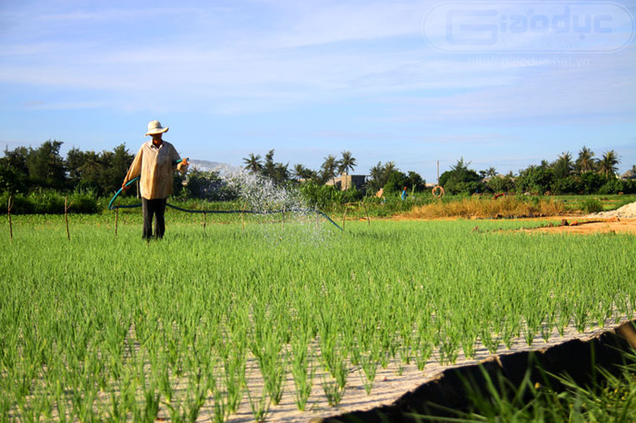 Vì có điều kiện tự nhiên khá đặc biệt nên tỏi nơi đây mang nét đặc trưng riêng, tỏi không có vị hôi, ăn rất mát và đặc biệt ở Lý Sơn có loại tỏi một nhánh (người ta thường gọi là tỏi cô đơn). Điều đặc biệt ở đây là bất cứ loại cây gì khi được đem về đây trồng, quả cũng sẽ cho vị ngọt, thơm hơn rất nhiều so với giống ban đầu, nhất là dưa hấu.