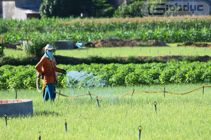 Việc trồng tỏi, hành nơi đây được bà con chú ý chăm bón hết sức cẩn thận. Cách một ngày lại tưới nước cho tỏi, mỗi ngày tưới 2 lượt sáng và chiều. Nguồn nước dùng để phục vụ việc trồng trọt được lấy từ những giến đào sâu dưới lòng đất. Nước ở đây xuất hiện ở độ sâu khoảng 9 đến 10m, nhưng là nguồn nước lợ.