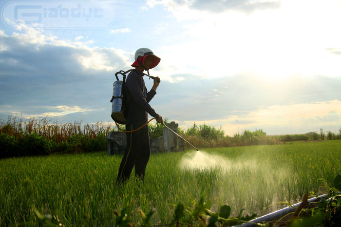 Phun thuốc trừ sâu cho hành, tỏi.