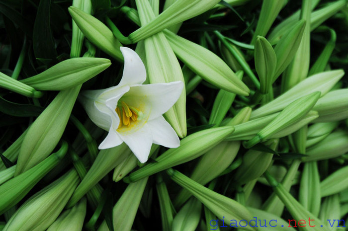 Hoa loa kèn được chọn để bày trong phòng khách, phòng làm việc..