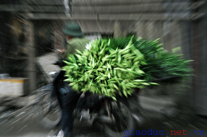 Hoa loa kèn có nguồn gốc từ Pháp, xuất hiện ở Việt Nam vào khoảng đầu thế kỷ XX cùng cẩm chướng, phăng... nên hoa loa kèn được xem là loài hoa di thực.