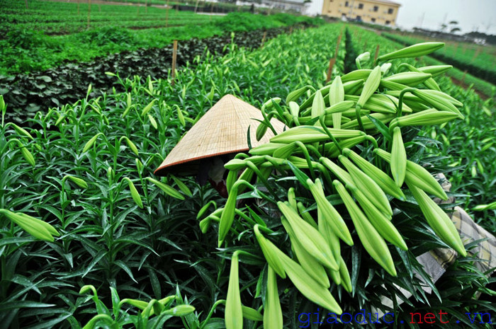 Loài hoa di thực từ đất Pháp ...