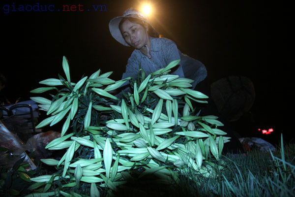 Ở chốn Hà Thành, hoa loa kèn e ấp như những nàng thiếu nữ..