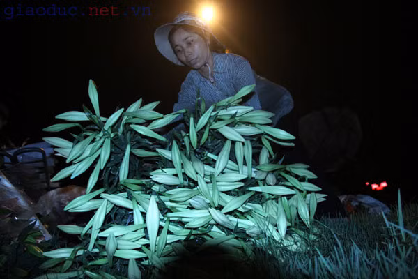 Ở chốn Hà Thành, hoa loa kèn e ấp như những nàng thiếu nữ..