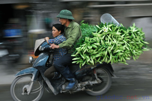 Mỗi ngày, tại các vườn hoa như Nhật Tân, Tây Tựu ... hàng ngàn cành hoa loa kèn được đưa đi khắp các con phố Hà Nội .