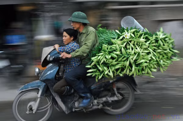 Mỗi ngày, tại các vườn hoa như Nhật Tân, Tây Tựu ... hàng ngàn cành hoa loa kèn được đưa đi khắp các con phố Hà Nội .