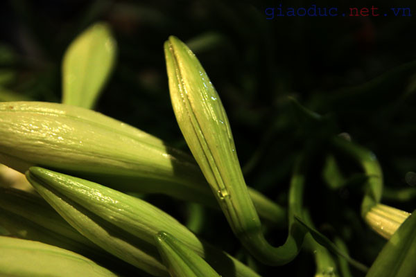 Hà Nội tháng Tư về, hoa loa kèn lại nhè nhẹ mở cánh, long lanh cùng những giọt sương long lanh trong sớm mai tinh khôi.