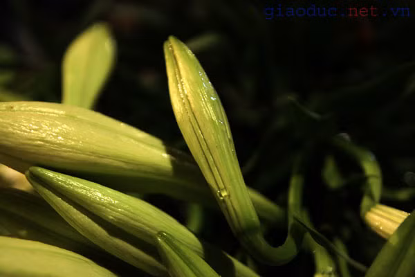 Hà Nội tháng Tư về, hoa loa kèn lại nhè nhẹ mở cánh, long lanh cùng những giọt sương long lanh trong sớm mai tinh khôi.