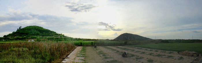 Những cánh đồng nơi đây được người dân Lý Sơn canh tác quanh năm với 4 vụ tỏi, hành, dưa hấu hoặc các loại cây hoa mầu khác. Do điều kiện thiên nhiên đặc trưng là nơi quanh năm nắng gió nên người dân nơi đây phải sử dụng cát trắng (khai thác từ biển) phủ lên bề mặt ruộng dày chừng 2-3 cm để phản quang, giữ cho gốc cây được mát và phát triển tốt.