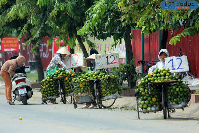 Cô Hoài, một người bán hoa quả tại chợ Cầu Giấy cho biết, không khó để phân biệt cam sành Sài Gòn hàng Việt Nam và cam Trung Quốc “đội lốt” cam Hà Giang. Cụ thể, cam sành màu xanh, vỏ hơi dày, có nhiều hạt, quả khá to, nặng tay, hơi dẹt. Còn ngược lại, loại cam Trung Quốc giá “bèo” bán tràn lan ngoài đường quả không quá to, vỏ mỏng, trơn láng, đặc biệt bổ ra sẽ không có hạt.