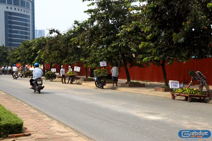 Một đoạn đường có tới hàng chục người bán cam giá rẻ.