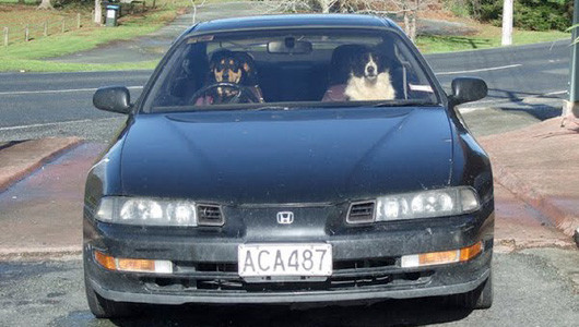 Một đôi chuộng xe Honda Một đôi chuộng xe Honda