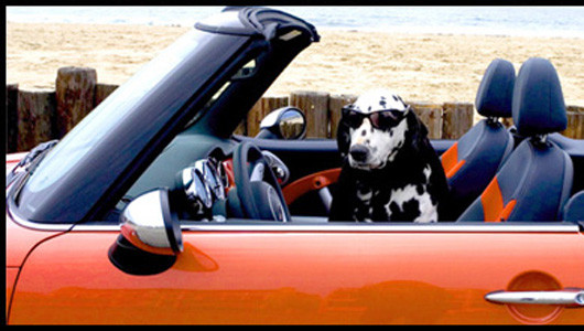 “Dân chơi” “Dân chơi”