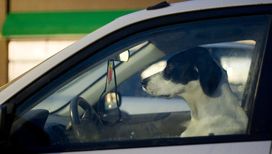 Lái xe là phải tập trung Lái xe là phải tập trung