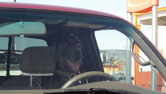 Ngồi trong xe đúng là nóng lè lưỡi Ngồi trong xe đúng là nóng lè lưỡi