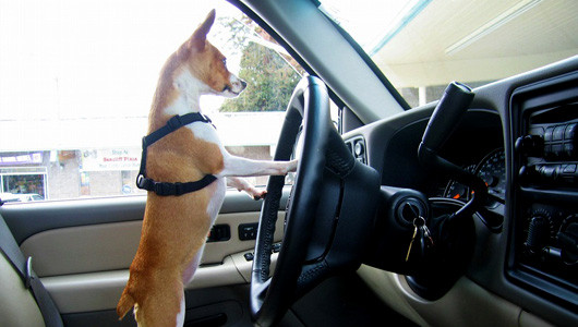 Đứng lái cũng được mà Đứng lái cũng được mà