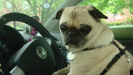 Mắt phải to để nhìn rõ đường Mắt phải to để nhìn rõ đường