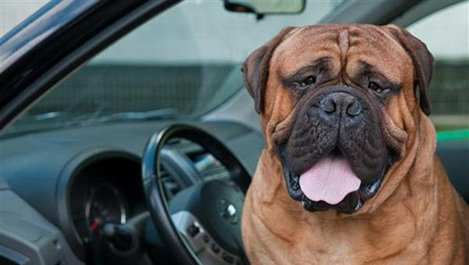 Xe này tích hợp nhiều phím trên vô-lăng quá, hơi khó dùng Xe này tích hợp nhiều phím trên vô-lăng quá, hơi khó dùng