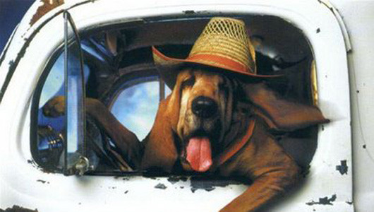 Đúng chất bác tài Đúng chất bác tài