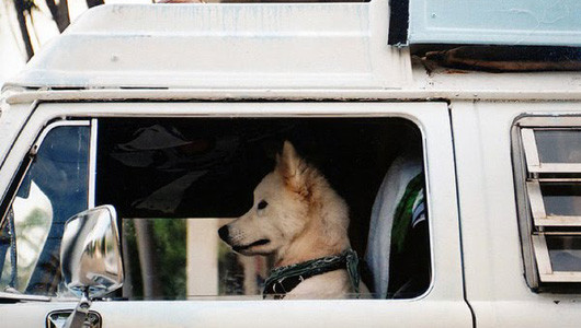 “Tài xế” xe tải đích thực “Tài xế” xe tải đích thực