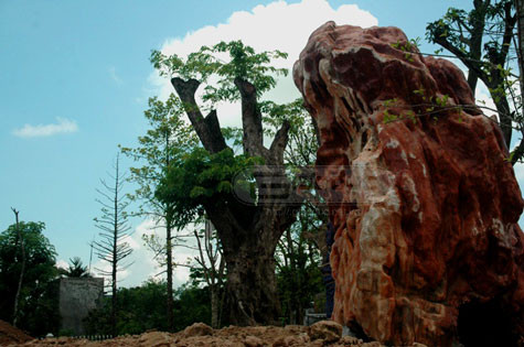 Cây cổ thụ đắt tiền (theo như người dân địa phương thì cây này có hình dáng và chất gỗ rất giống gỗ sưa) có giá trị rất khủng. Khối đá quý này cũng có giá trị rất đắt tiền. (Ảnh Hải Sơn)