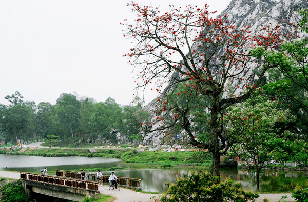Bóng học trò ngang qua những gốc cây trải thảm đỏ. Bóng học trò ngang qua những gốc cây trải thảm đỏ.