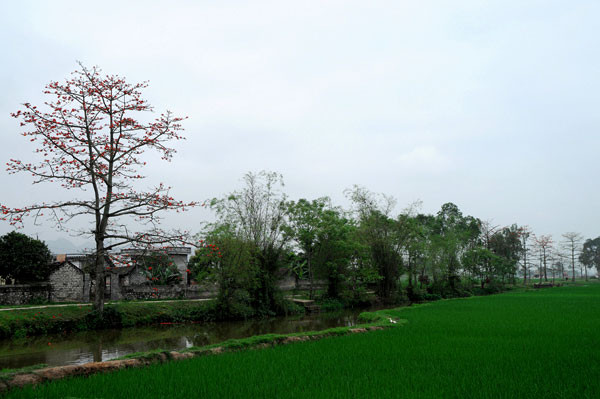 Màu đỏ thân quen thấp thoáng bên cánh đồng quê xanh mướt. Màu đỏ thân quen thấp thoáng bên cánh đồng quê xanh mướt.