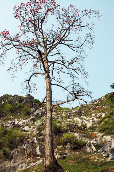 Cây gạo mọc cheo leo trên vách đá. Cây gạo mọc cheo leo trên vách đá.